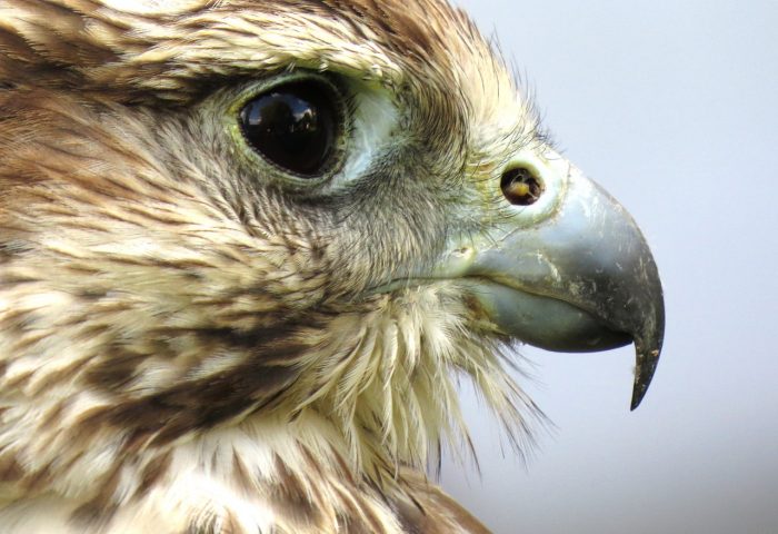Celebrate the environment and Canada at 150 at Ken Reid Conservation