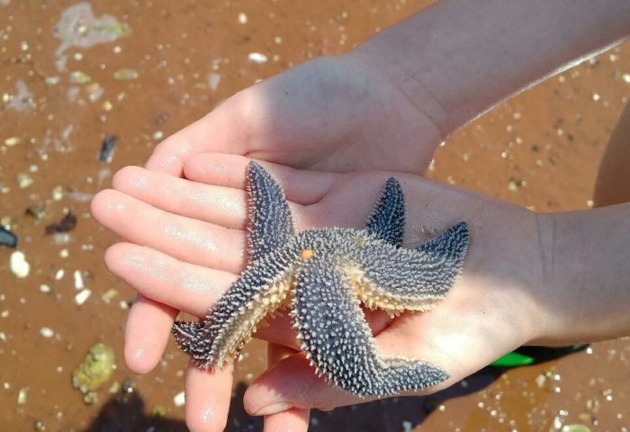 Hank, the starfish, and the poverty in front of us
