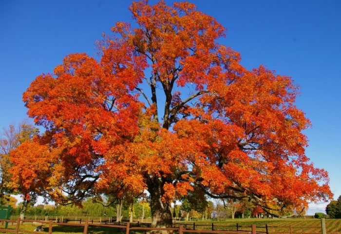 Calendar date change for leaf and yard collection