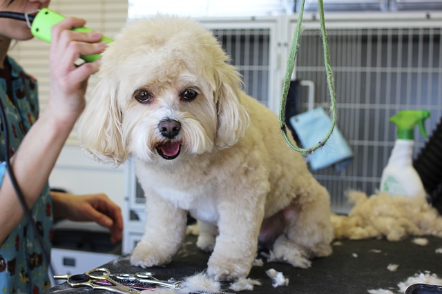 Pet grooming business broken into