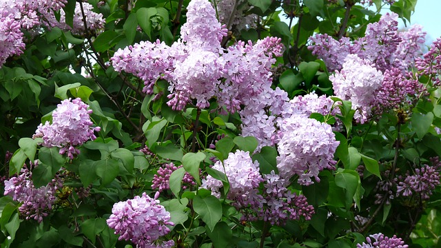 Lilac lack for Lindsay's Logie Street Park, for now