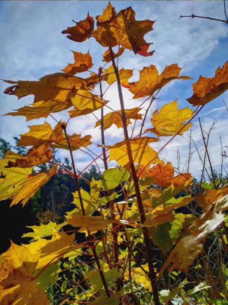 Community gets to work on the Kawartha Lakes Healthy Environment Plan