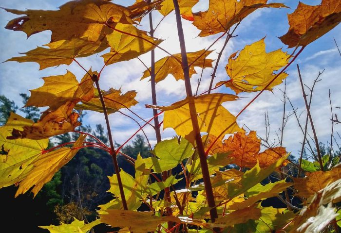 Community gets to work on the Kawartha Lakes Healthy Environment Plan