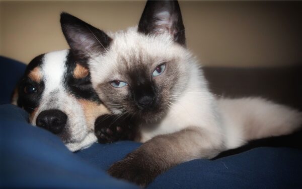 Being kind to animals includes spaying, neutering says local Humane Society