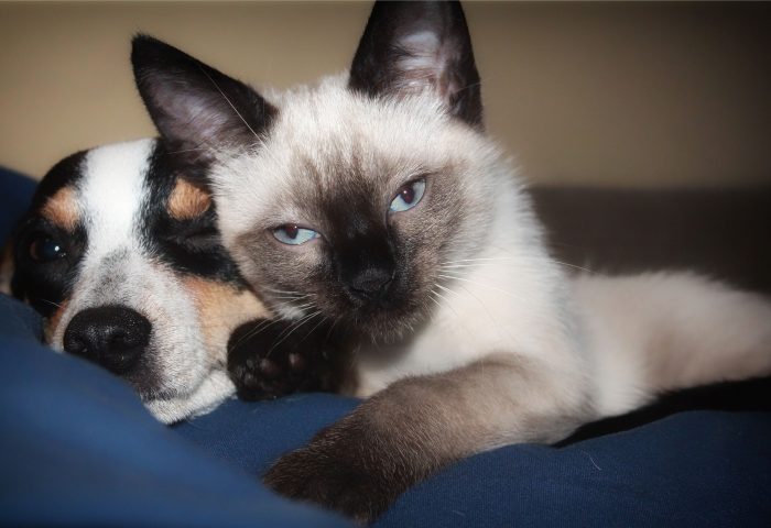 Being kind to animals includes spaying, neutering says local Humane Society