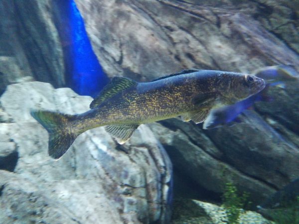 What's going on with Lake Scugog's walleye?