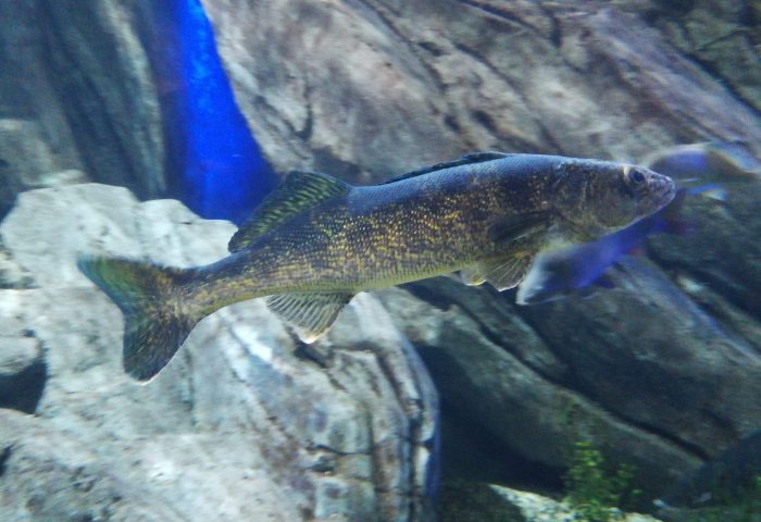 What's going on with Lake Scugog's walleye?