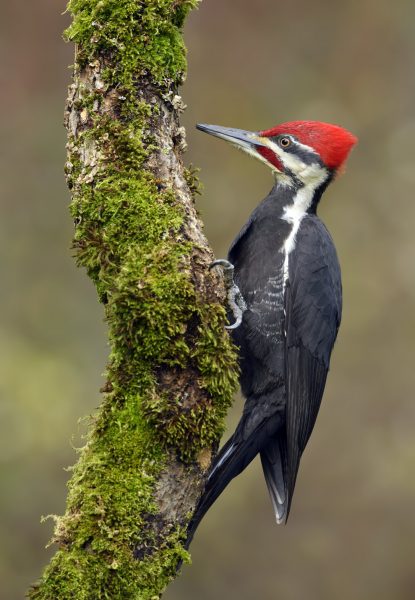 Sheltering at home means a chance to observe our birds of Kawartha Lakes