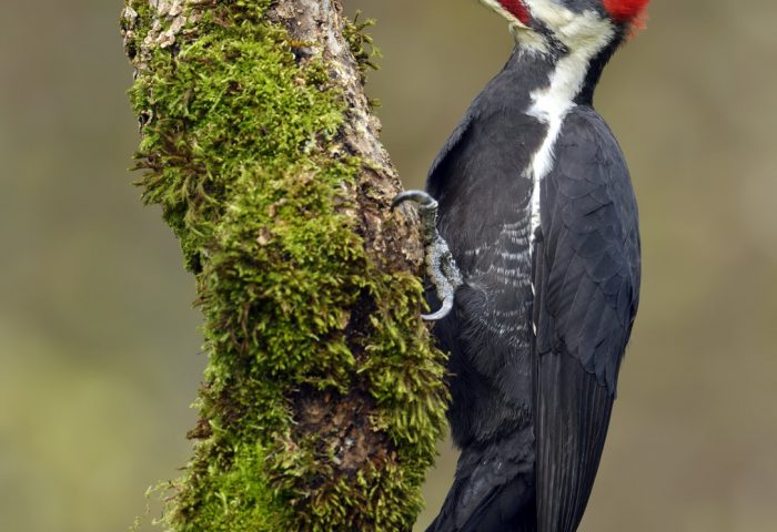 Sheltering at home means a chance to observe our birds of Kawartha Lakes