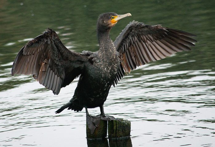 Ontario government opens 'fall harvest' on cormorant