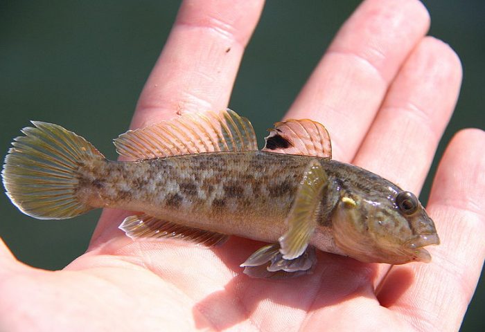 Invasive species: Boaters and anglers have critical role to play in Kawartha Lakes